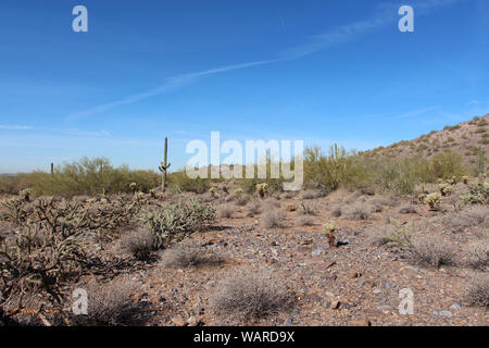 Un paysage désertique, montagneuse remplie de Saguaro cactus cholla et Palo Verde, arbres et brosse sèche dans la région de McDowell Sonoran préserver à Scottsdale, Arizo Banque D'Images