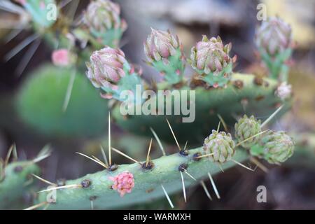 Macro photo d'un cactus Banque D'Images