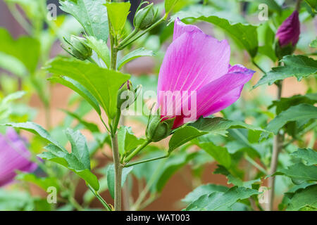 Pink Rose de Sharon, fleurs et boutons, Althea Hibiscus syriacus. New York, USA. Banque D'Images