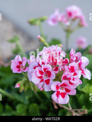 Bicolore rose géranium, Pélargonium, fleurir dans le Kansas, USA. Banque D'Images