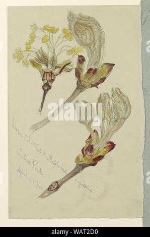 Dessin, études. Marronnier d'Inde et les bourgeons d'érable dépliage, Central Park, N.Y.C., 26 avril, 1880 Banque D'Images