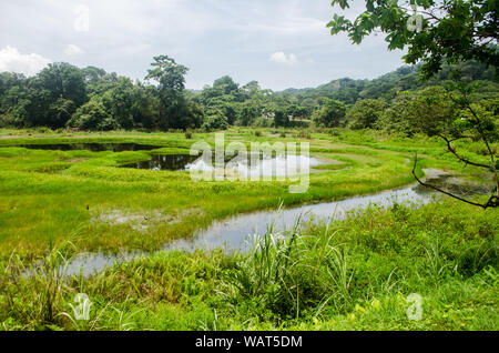 L'Ammo Dump Ponds à Gamboa, un excellent endroit pour observer les oiseaux près de canal de Panama et la ville de Panama Banque D'Images