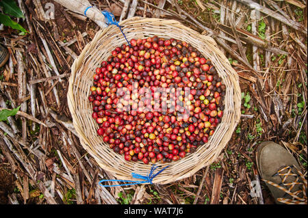 Panier avec des baies de café rouge ci-dessus Vue de dessus Banque D'Images
