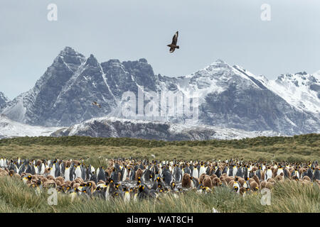 Skua patrouillent dans la colonie de pingouins Roi, la plaine de Salisbury, la Géorgie du Sud, l'Antarctique Banque D'Images