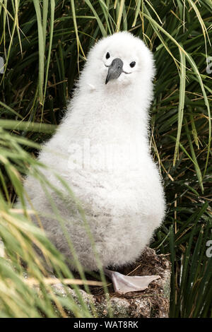 Albatros à tête grise chick sur son nid ledge, Elsehul, Géorgie du Sud, l'Antarctique Banque D'Images