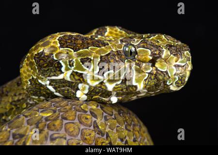 (Protobothrops mangshanensis pitviper Mangshan) Banque D'Images