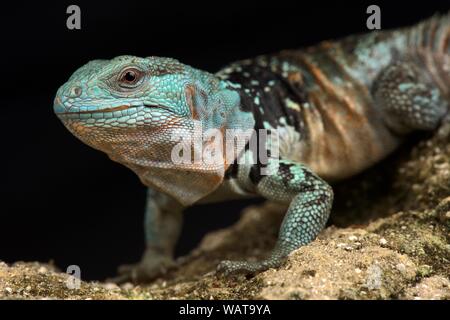 L'Iguane du Yucatan (Cachryx defensor) Banque D'Images