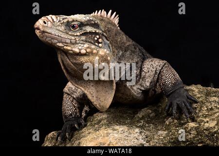 Iguana rock cubain (Cyclura nubila nubila) Banque D'Images