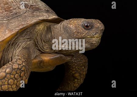 Gopher tortoise (Gopherus polyphemus) Banque D'Images