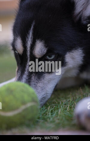 Husky ont une journée de plaisir avec la balle dans le jardin, d'une journée incroyable et d'avoir du plaisir. Banque D'Images