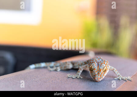 Close up(Gekko gecko Tokay) sur le sol. L'espace de copie pour le texte. Banque D'Images