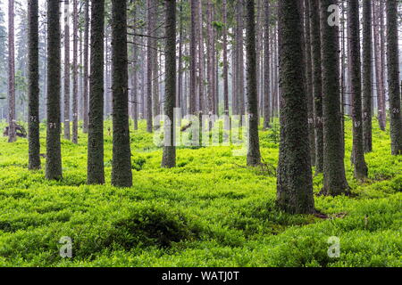 Le nombre d'épinettes de conifères, de bleuet, bush concept de foresterie Banque D'Images