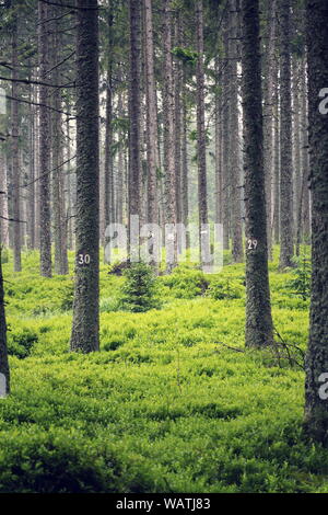 Le nombre d'épinettes de conifères, de bleuet, bush concept de foresterie Banque D'Images