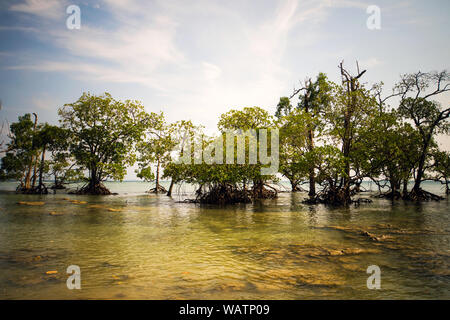 Plage de sable blanc tropicales, des yuccas et des cocotiers. Situé dans la partie nord de l'Habaraduwa plage a proximité de la petite ville de Koggala. Le sud Banque D'Images