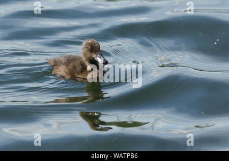 Un doux petit canard, fuligule morillon Aythya fuligula, natation sur un lac au Royaume-Uni. Banque D'Images