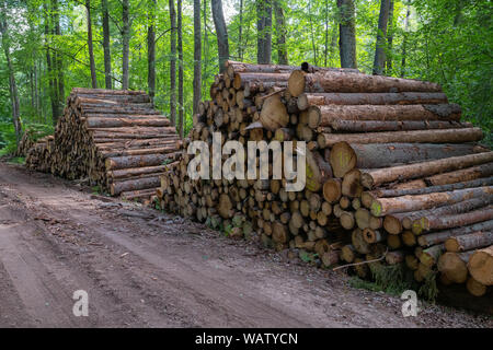 Domaine de la déforestation illégale de la végétation dans la forêt. Couper les troncs d'arbres en bois et de la forêt. Un tas de bois coupé près de la forêt. Concept Banque D'Images