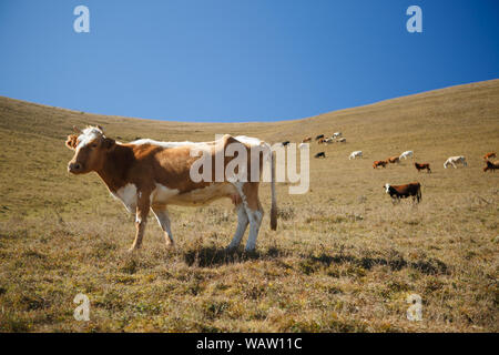 Image de vache brune sur la colline parlementaire contre le ciel bleu sur journée d'été Banque D'Images