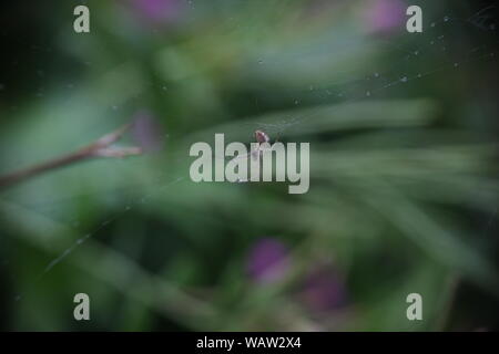 Les environnements naturels et des habitats - Scenic macro d'une petite araignée dentelle weaver (Amaurobius similis) dans son site web Banque D'Images