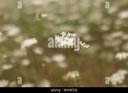 Anthriscus sylvestris appelé cow parsley Banque D'Images