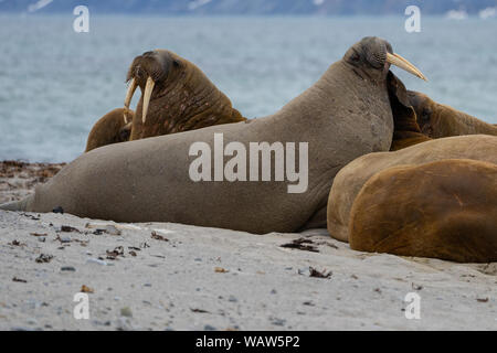 Morse de l'Atlantique, l'île de Spitzberg, archipel du Svalbard, Norvège Banque D'Images