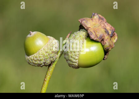 Chêne Knopper Gall sur Acorn causé par le Gall Wasp Andricus quercuscalicis Banque D'Images