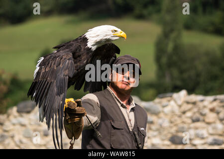 Pygargue à tête blanche (Haliaeetus leucocephalus).adulte sur le bras d'un fauconnier. Banque D'Images