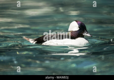 Le petit garrot (Bucephala albeola).mâle adulte en plumage nuptial. Banque D'Images