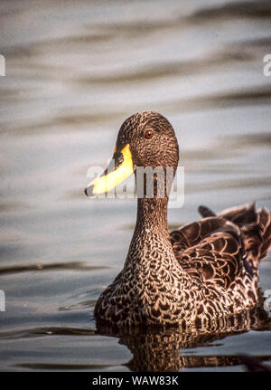 Jaune d'afrique-facture (Anas undulata). u.Adulte sur l'eau à Glous à Slimbridge WWT. L'Angleterre Banque D'Images