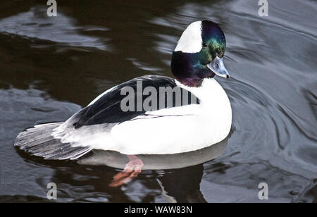 Le petit garrot (Bucephala albeola).mâle adulte en plumage nuptial. Banque D'Images