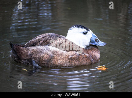 L'érismature à tête blanche (Oxyura leucocephala).mâle en plumage nuptial.un des rares espèces européennes.Le croisement avec l'Amer du Nord.L'Érismature rousse est un problème. Banque D'Images