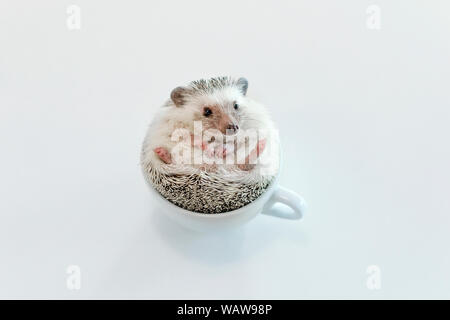 Les jeunes de l'Afrique de l'animal hérisson nain sur un tableau blanc dans une tasse Banque D'Images