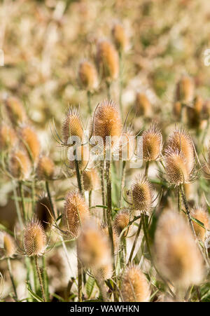 Les gousses sèches de Cardère Dipsacus sativus, indiennes, capitule. Banque D'Images