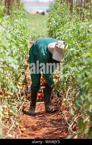 Travailleur agricole africaine la collecte des tomates dans une serre Banque D'Images