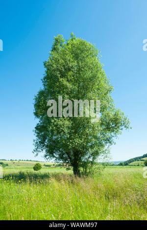 Le saule blanc (Salix alba), dans un pré, Thuringe, Allemagne Banque D'Images