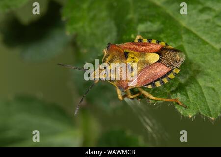 Fruits pourpres Carpocoris purpureipennis (bug) sur une feuille, Baden-Wurttemberg, Allemagne Banque D'Images