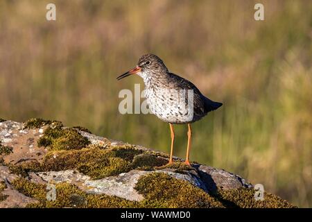 Chevalier gambette (Tringa totanus), debout sur la péninsule de Snaefellsnes mossed, rock, de l'Islande Banque D'Images