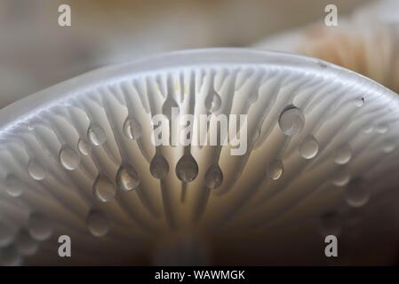 Les gouttelettes d'eau sur le dessous de tasses de champignons (Oudemansiella mucida), Résine, Saxe-Anhalt, Allemagne Banque D'Images