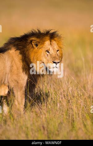 L'African Lion (Panthera leo), homme debout dans l'herbe haute, Masai Mara National Reserve, Kenya Banque D'Images