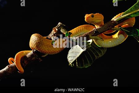 Mayombe (Bush-Viper anisolepis Atheris squamigera), sur une branche, captive, l'Afrique Centrale Banque D'Images