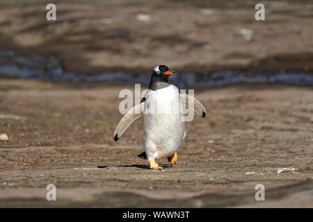 Gentoo pingouin (Pygoscelis papua), tournant, Îles Falkland Banque D'Images