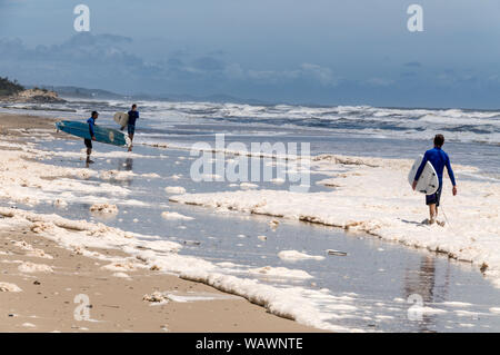 Les surfeurs se faufilent sur la mousse brune qui est apparue le long des plages d'Alexandra Head sur la Sunshine Coast dans le Queensland, en Australie. En raison de l'inhabituel Banque D'Images