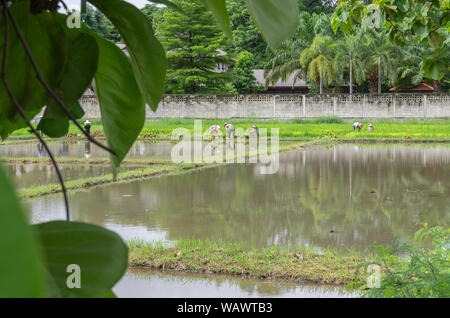 Ricefield travailleurs travaillent dans les rizières pour que tout soit prêt pour la saison de plantation Banque D'Images