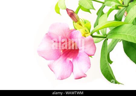 Floraison de fleurs roses avec des feuilles vertes isolé sur fond blanc, violet Bignonia Saritaea Duyand,magnifica, Thaïlande Banque D'Images