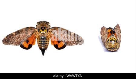 Cigale isolé sur fond blanc, couleur orange avec des motifs de l'aile noire, crâne humain standard à l'arrière de l'insecte Banque D'Images