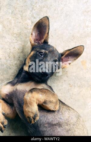 Long-eared chiot parent est la posture, décubitus dorsal noir et brun sur le corps du bébé chien, mignon et drôle façon d'animaux domestiques Banque D'Images