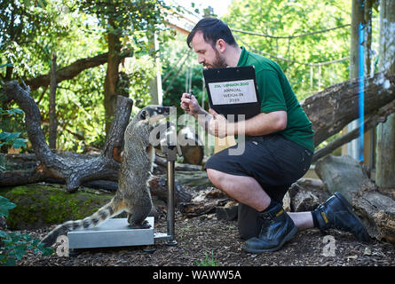 Londres, Royaume-Uni. Le 22 août, 2019. Bush, le coati, lors de l'Assemblée pèsent dedans à ZSL London Zoo, Crédit : Thomas Bowles/ Alamy Live News Banque D'Images