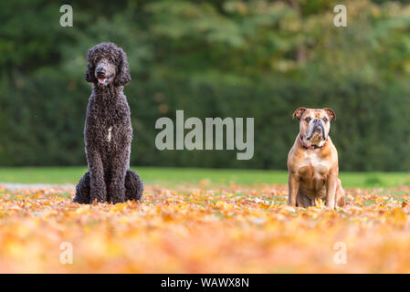 Deux chiens sont assis à l'automne feuillage - King Poodle et Continental Bulldog Banque D'Images