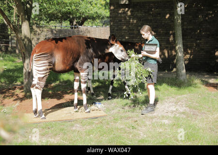 Londres, Royaume-Uni. Août 22, 2019. ZSL London Zoo's keepers enregistrer la taille et poids de tous les animaux - l'information qui les aide à surveiller leur santé et leur bien-être. Oni l'Okapi, pèse 247kg à crédit : Chris Aubrey/Alamy Live News Banque D'Images