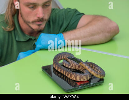 ZSL, Londres, Royaume-Uni. 22 août 2019. Les reptiles, y compris cette tête noire juvénile Python, sont pesés à l'Assemblée pesée, une opportunité pour les détenteurs sur ZSL London Zoo pour s'assurer que les informations qu'ils ont enregistrées sont à jour et exacts, étant donné que chaque mesure est ensuite ajouté à la Zoological Information Management System (ZIMS), une base de données partagée avec les zoos du monde entier qui permet de zoos pour comparer des informations importantes sur des milliers d'espèces en voie de disparition. Credit : Malcolm Park/Alamy Live News. Banque D'Images