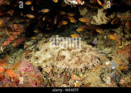 Requin wobbegong à pampilles, Eucrossorhinus dasypogon, Raja Ampat en Indonésie. Banque D'Images